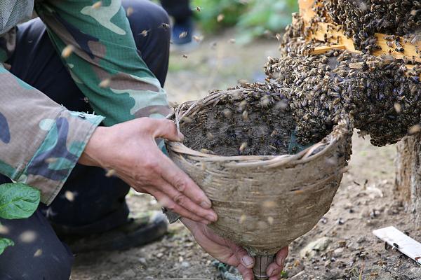 蜜蜂常见的病有哪几种，有囊状幼虫病、爬蜂病、烂子病等