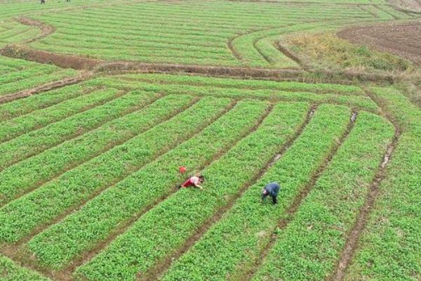 育苗移栽油菜适宜播种期是什么时候，通常是9月下旬至10月初