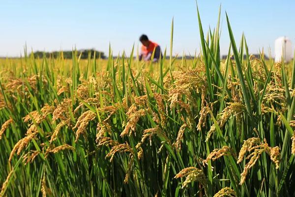 旺两优958水稻种子特点，4月中下旬播种