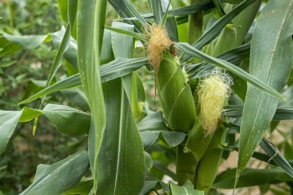 粤甜26号玉米种子特点，秋植生育期71天