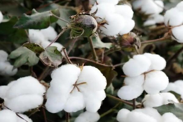 Z1146棉花种简介，整个生育期长势较强