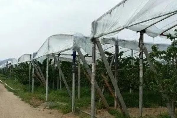 樱桃防雨棚怎么搭建，在樱桃开花前覆盖聚乙烯篷布