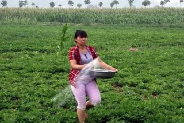 花生如何施基肥，多以有机肥料作基肥