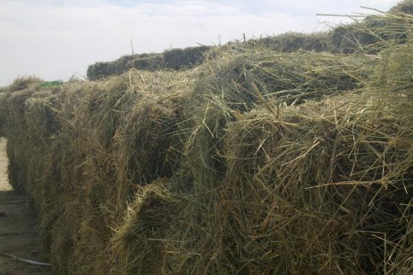 圈养羊全年吃干草行不行，可以但尽量配合精饲料以及鲜草