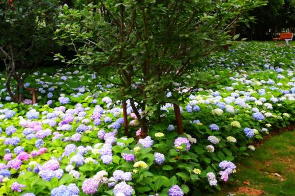 八仙花如何扦插繁殖，选择当年生的还未完全木质化的枝条