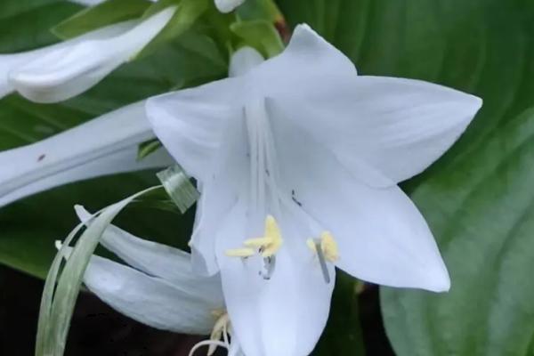 玉簪花哪个季节开放，一般在秋季开花