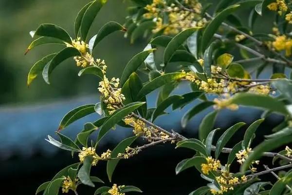 哪些花适合在秋天播种，常见的有美女樱、桂竹香等