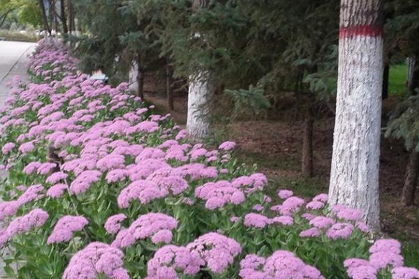 哪些花适合在秋天播种，常见的有美女樱、桂竹香等