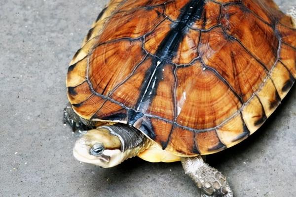 金钱龟吃什么食物，可以吃鱼虾、蝌蚪、贝类、蚯蚓等