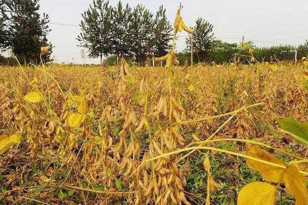 庆鑫2号大豆种子简介，低肥力地块2万株/亩