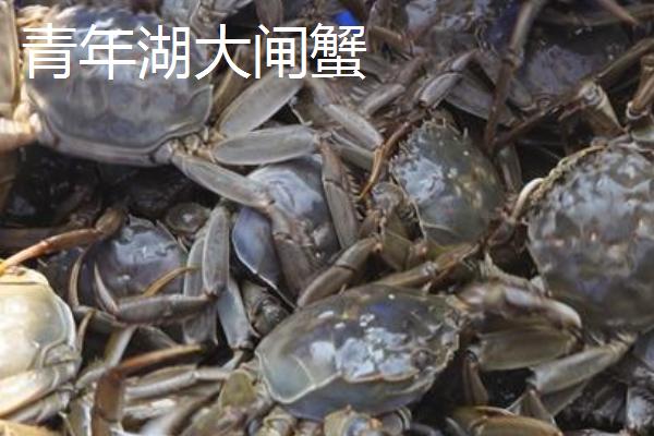 河南许昌市的特产，钧瓷被誉为国人瑰宝