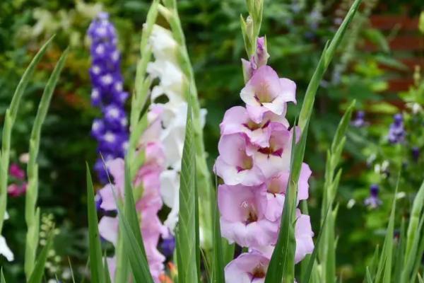 送朋友选择什么鲜花，可选择百合花、马蹄莲、向日葵等