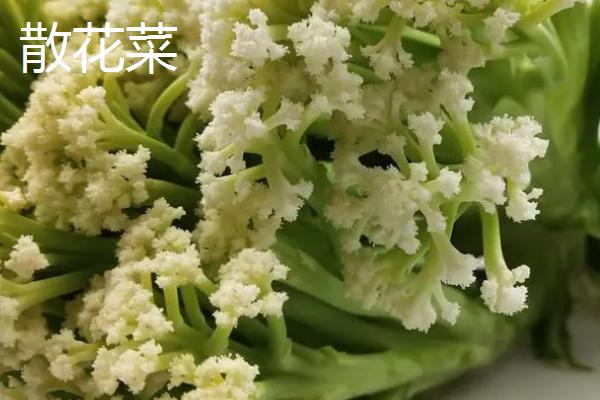 散花菜与菜花的区别，花球、花梗均不同