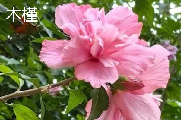 木槿和扶桑的区别，生长习性、花朵、花期均不同