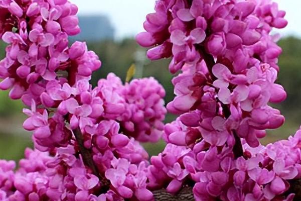 紫荆花的外形特点，花瓣到花柄的长度在5-8厘米