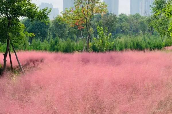 粉黛乱子草什么时候开花，9-11月份开花