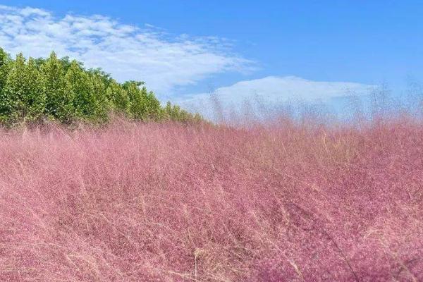 粉黛乱子草什么时候开花，9-11月份开花