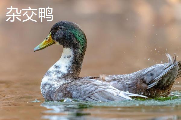 杂交鸭跟麻鸭的区别，羽毛颜色和体型均不同