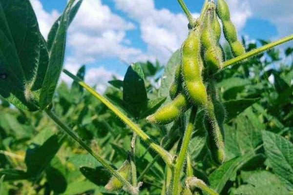 邯豆12大豆种子特征特性，平均生育期107天