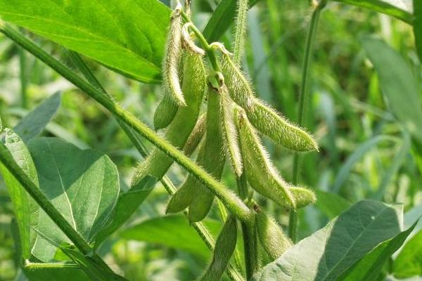 沈科豆88大豆种子简介，注意防治病虫害