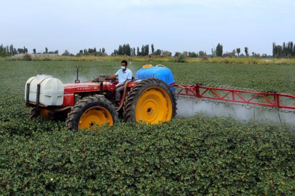 棉花地枯萎病的症状，表现为青枯型、黄化型、黄色网纹型