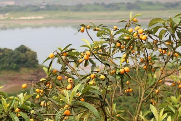 枇杷籽的种植方法，首先在成熟度较高的果实中取出种子