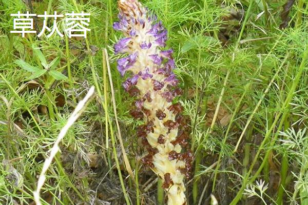 肉苁蓉与草苁蓉有何区别，前者呈扁圆柱形、后者呈长圆柱形