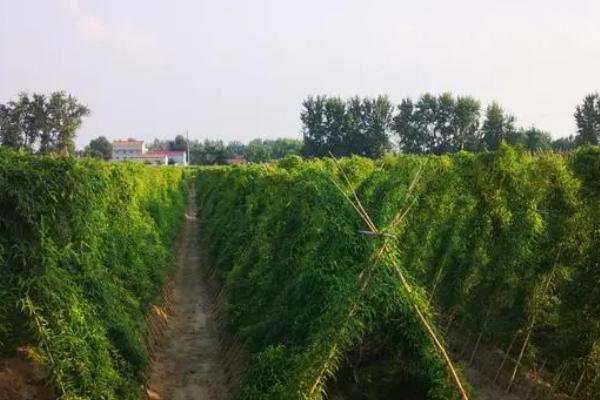 怎么种植山药，施肥开沟后再播入块茎