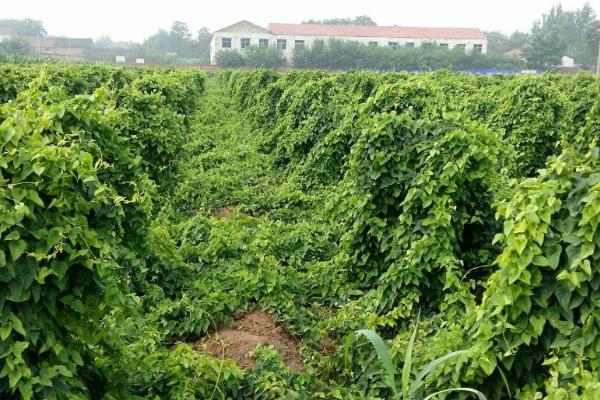 怎么种植山药，施肥开沟后再播入块茎