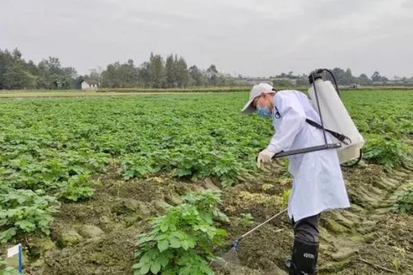 豆青虫的危害症状，幼虫会啃食叶肉只留下透明的表皮