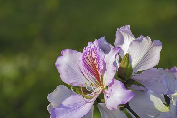 香港的区花是哪种花，是指洋紫荆