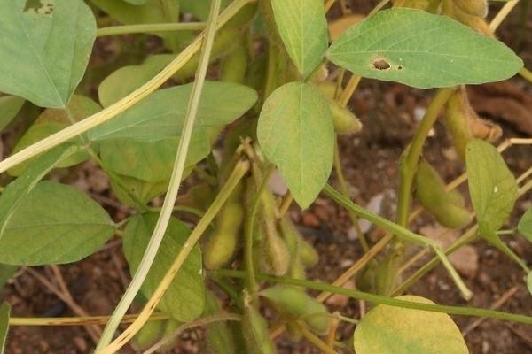 登科11号大豆品种简介，低肥力地块2.2万株/亩