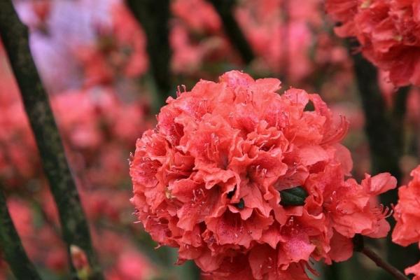 橘子皮水可以浇什么植物，可以浇灌茉莉花、栀子花、白兰花等