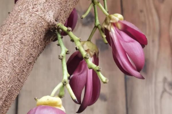 禾雀花的花语，寓意欢快、快乐