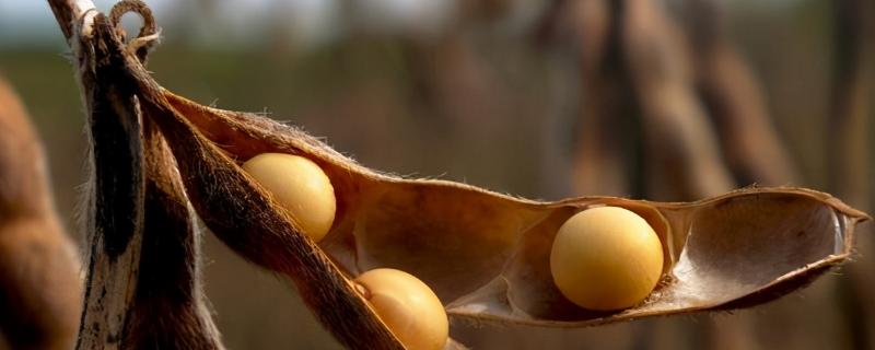 通豆11大豆品种简介，适宜播期在6月中下旬