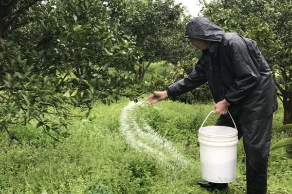 怎么对果树使用钙肥，通常以喷施为主