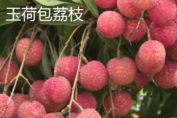 广东阳西县的特产，有红心鸭蛋、玉荷包荔枝等