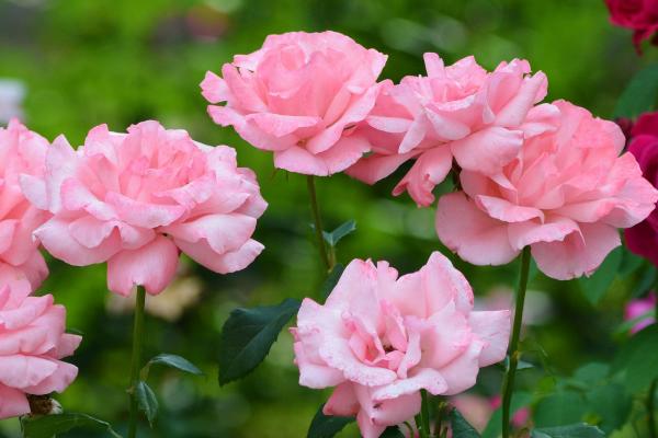 月季花施什么肥好，花前花后所需肥不同