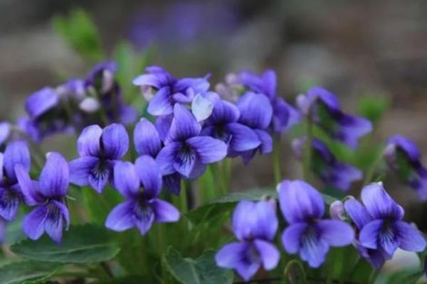 紫花地丁的花语，具有活泼可爱、高贵雅致等寓意