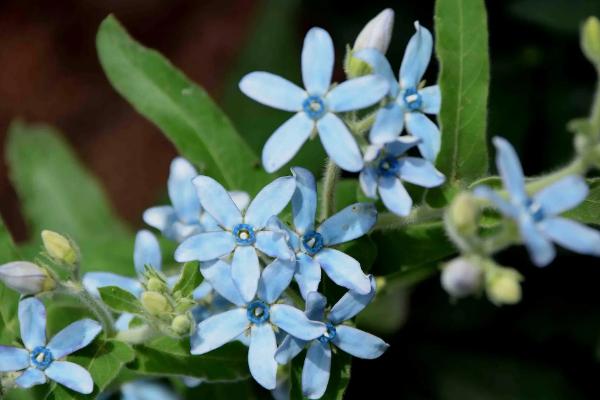 蓝星花怎么养殖，生长旺期每隔3-4天浇一次水