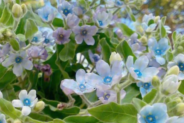 蓝星花怎么养殖，生长旺期每隔3-4天浇一次水