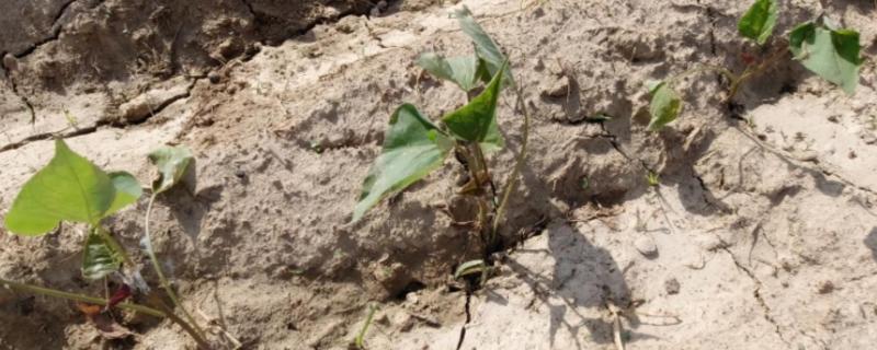 起垄种植红薯的优点，具有改善并疏松土壤、增加见光面积等作用