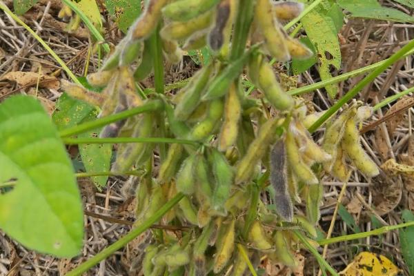 华疆6号大豆种子特征特性，该品种在适应区5月中旬播种