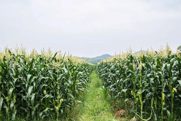 康农玉598玉米种子特点，4月上中旬播种