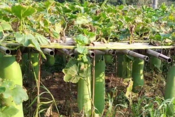 在阳台种植冬瓜需多大盆，最好选择在直径30cm的盆