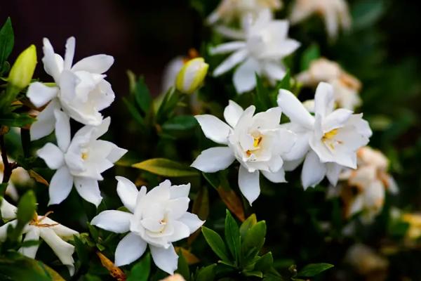 特香又好看的花有哪些，包括丁香花、风信子、栀子花等品种