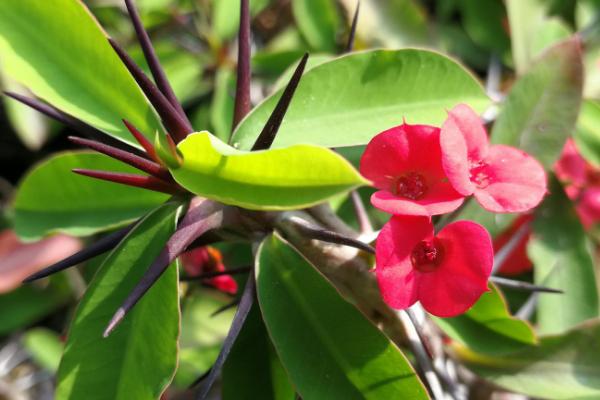 特香又好看的花有哪些，包括丁香花、风信子、栀子花等品种