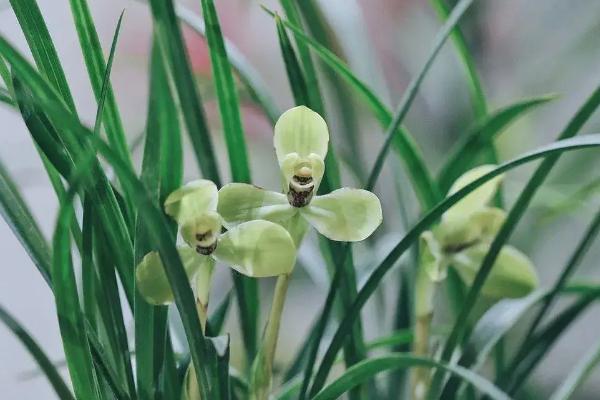 特香又好看的花有哪些，包括丁香花、风信子、栀子花等品种