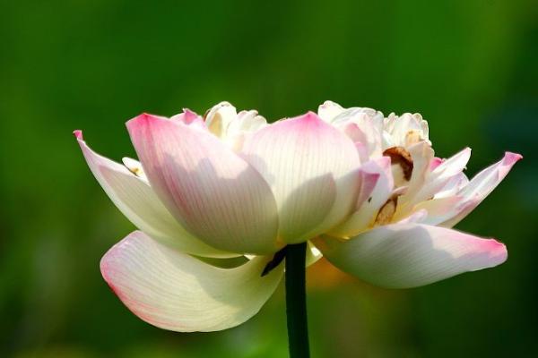 特香又好看的花有哪些，包括丁香花、风信子、栀子花等品种