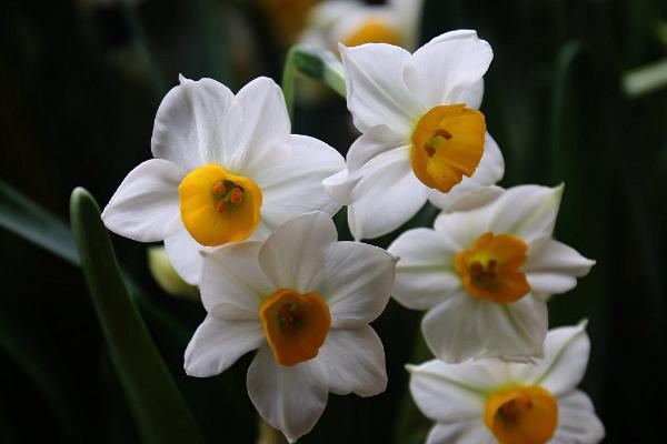 特香又好看的花有哪些，包括丁香花、风信子、栀子花等品种